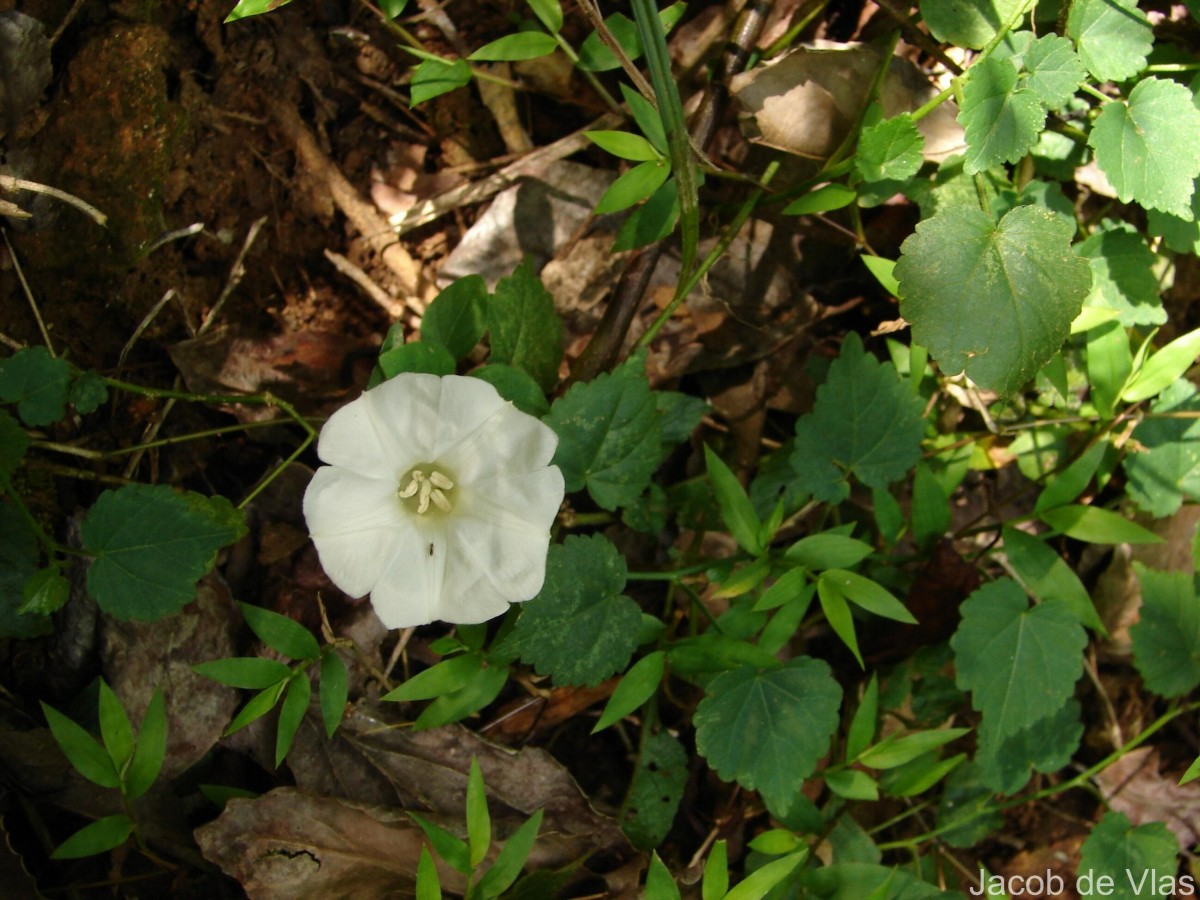 Camonea pilosa (Houtt.) A.R.Simões & Staples s.l.